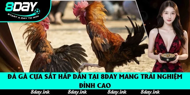 Đá Gà Cựa Sắt Cùng 8day: Hướng Dẫn Chi Tiết Cho Người Mới Tham Gia